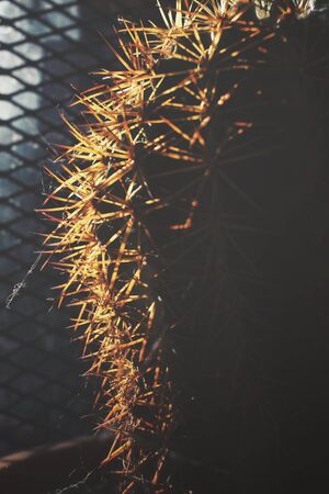 Cactus with shadowの写真素材