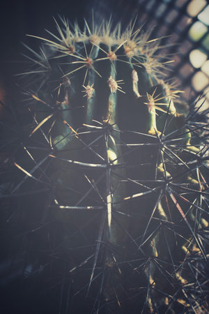 Cactus with shadowの写真素材