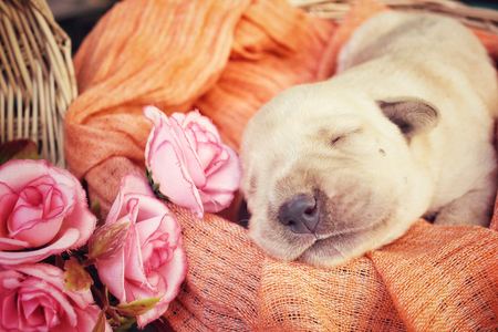 Labrador puppy sleepingの写真素材