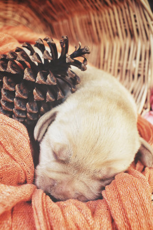 Labrador puppy sleepingの写真素材