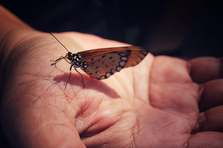 Butterfly on hand