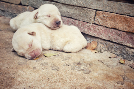 Labrador puppy sleepingの写真素材