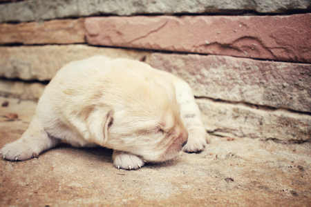 Labrador puppy sleepingの写真素材