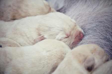 Mom and labrador puppies sucklingの写真素材