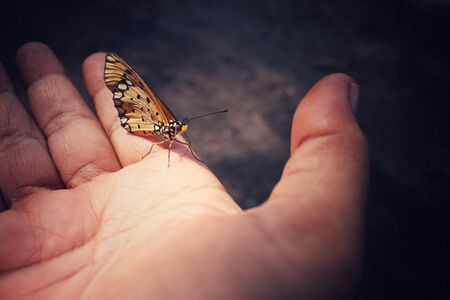 Butterfly on handの写真素材