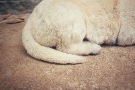 Tail of labrador puppy sleepingの写真素材