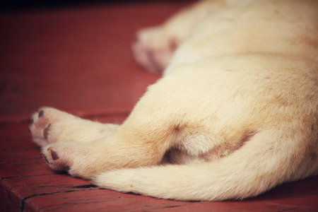 Tail of labrador puppy sleepingの写真素材