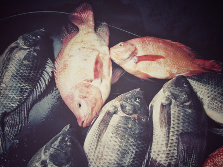 Fresh fish