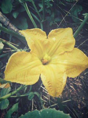 Yellow pumpkin flowersの写真素材