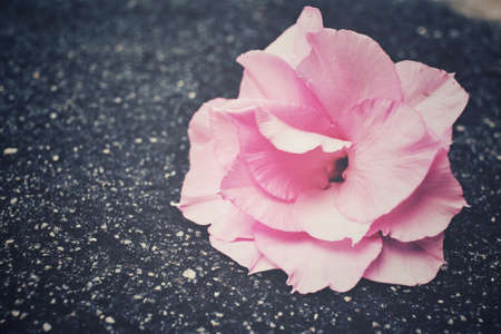 Pink flowersの写真素材