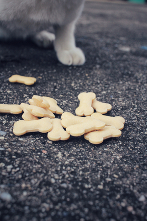 Cat eatingの写真素材