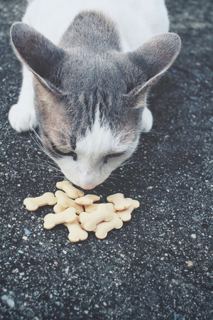 Cat eatingの写真素材
