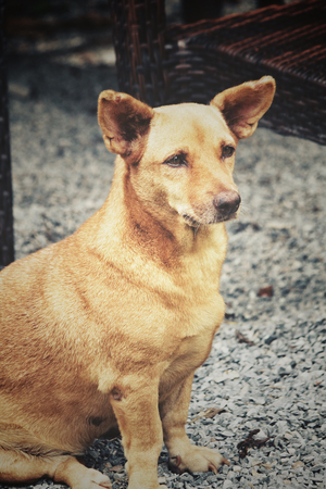 Dog lookingの写真素材