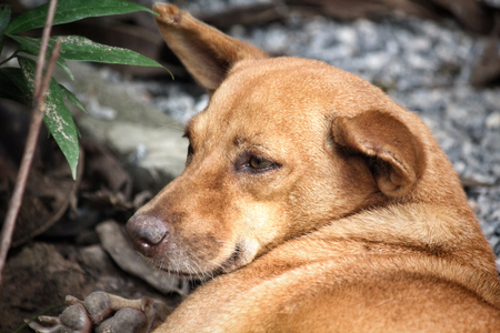 Dog sleepingの写真素材