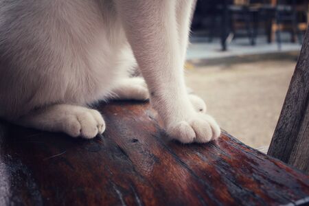 Feet of catの写真素材