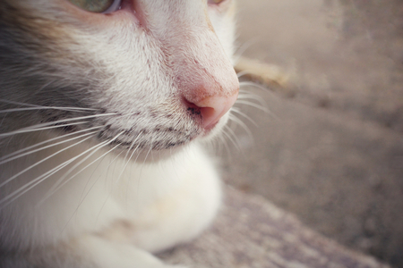 Mouth of catの写真素材
