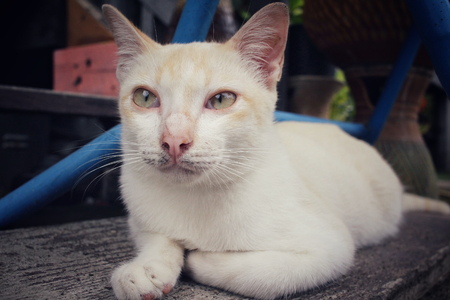 Cat lookingの写真素材