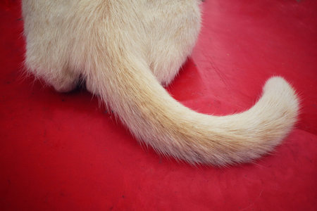Tail of a cat