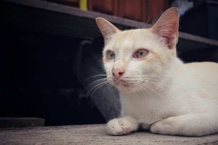 Cat lookingの写真素材