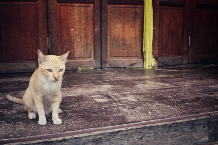 Cat lookingの写真素材