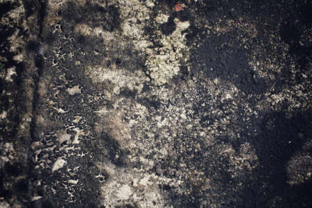 Algae on stoneの写真素材