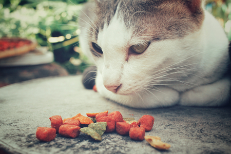 Cat eatingの写真素材