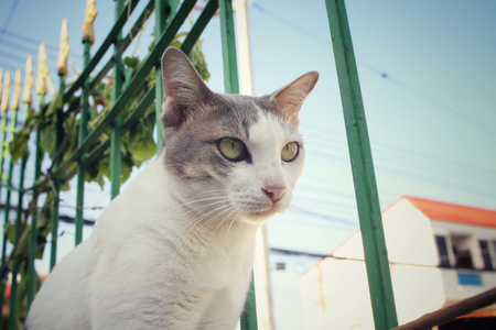 Cat looking.の写真素材