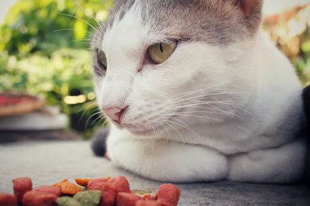 Cat eatingの写真素材