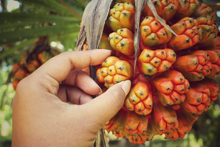 Palm fruit