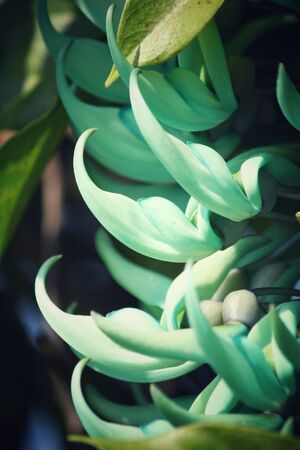 Newguinea Creeper - green flowersの写真素材