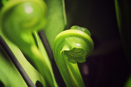 Fern leaves with shadowの写真素材