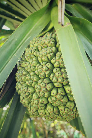 Palm fruitの写真素材