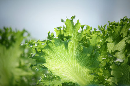 Hydroponic vegetable