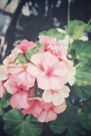 Pink flowers on treeの写真素材