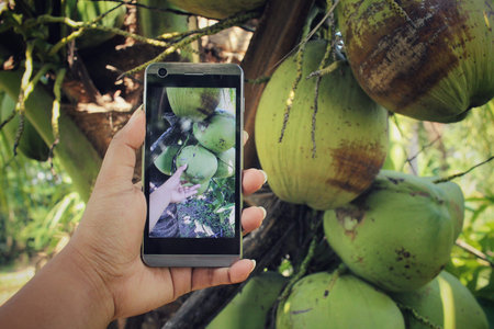 Taking photo of coconut tree with smart phone