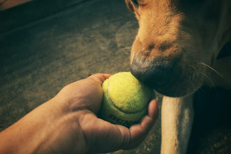 Labrador dog playing ballの写真素材