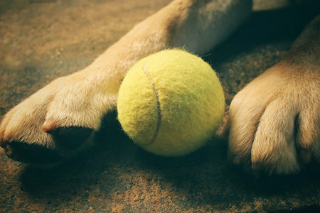 Feet of labrador dog playing ball