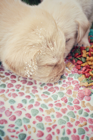 Labrador puppy eating dog foodの写真素材