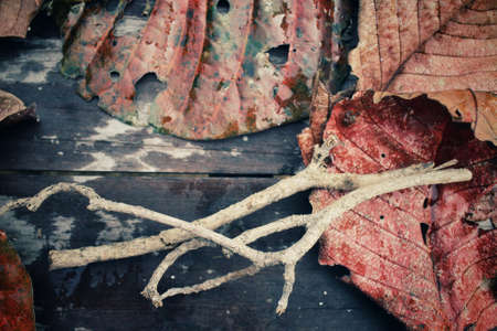 Tree branch on dried leavesの写真素材