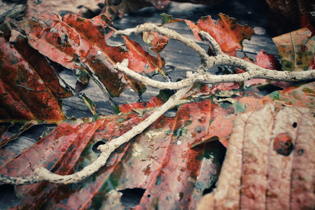 Tree branch on dried leaves