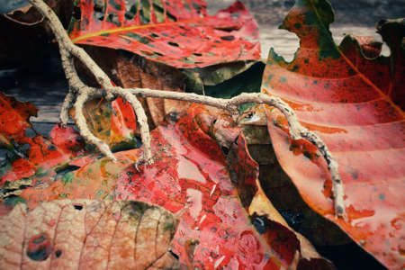 Tree branch on dried leavesの写真素材