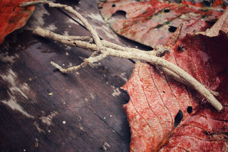 Tree branch on dried leavesの写真素材