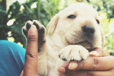 Woman playing with her labrador puppy dogの写真素材