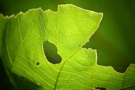 Leaves with shadowの写真素材