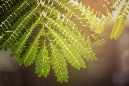 Leaves on tree