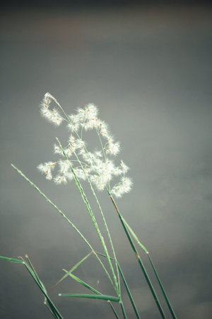 Vintage spring flowers