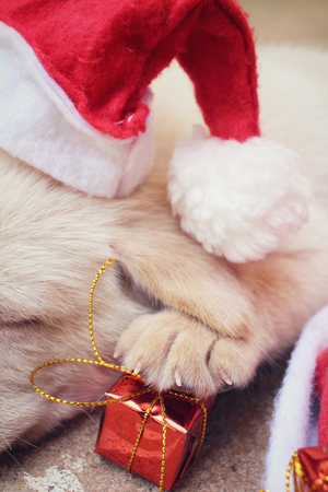 Christmas dog with hat and giftの写真素材