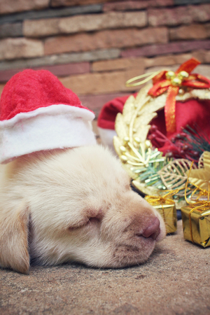Christmas dog with hat and giftの写真素材