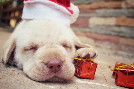 Christmas dog with hat and giftの写真素材