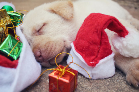 Christmas dog with hat and giftの写真素材